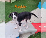 Small #1 American Pit Bull Terrier-Shih Tzu Mix