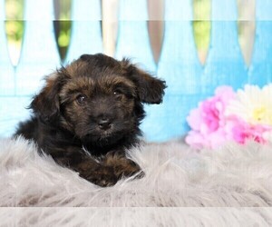 Australian Shepherd-Poodle (Toy) Mix Puppy for sale in FREDERICKSBG, OH, USA