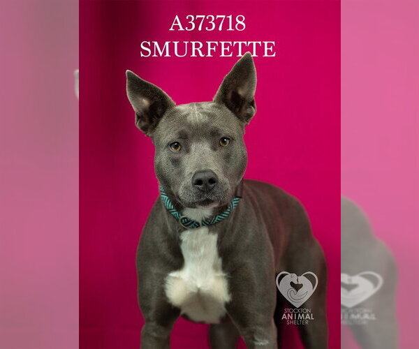 Medium Photo #2 Mutt Puppy For Sale in Stockton, CA, USA