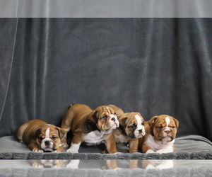 English Bulldog Litter for sale in MASSILLON, OH, USA