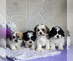 Small Photo #4 Zuchon Puppy For Sale in GORDONVILLE, PA, USA