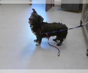 Dachshund-German Shepherd Dog Mix Dogs for adoption in Fayetteville, NC, USA