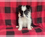 Small #11 Border Collie