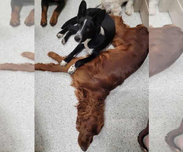 Medium Photo #8 Border Collie Puppy For Sale in Highland, IL, USA