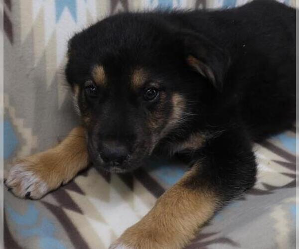 Medium Photo #1 Mutt Puppy For Sale in Thief River Falls, MN, USA