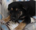 Small Mutt