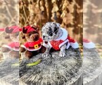 Small Photo #2 Faux Frenchbo Bulldog Puppy For Sale in PASCO, WA, USA