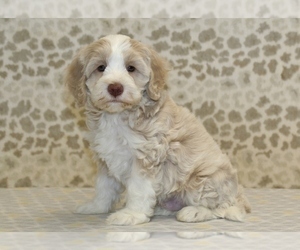 Labrador Retriever Puppy for sale in DENVER, PA, USA