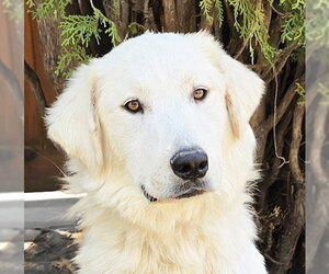Great Pyrenees Dogs for adoption in Albuquerque, NM, USA