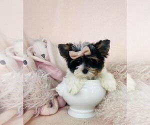 Yorkshire Terrier Puppy for sale in THONOTOSASSA, FL, USA