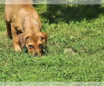 Small #1 Beagle Mix