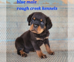 Rottweiler Puppy for sale in CUSTER CITY, OK, USA