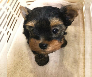 Yorkiepoo-Yorkshire Terrier Mix Puppy for sale in BHAM, MI, USA