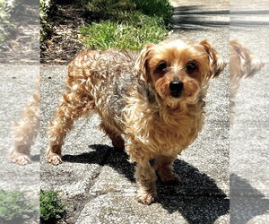 Louie - M - Male Maltese-Unknown Mix Dog for Adoption - Photo #5