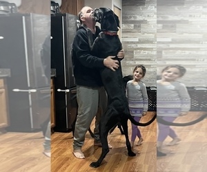Father of the Great Dane puppies born on 09/14/2026