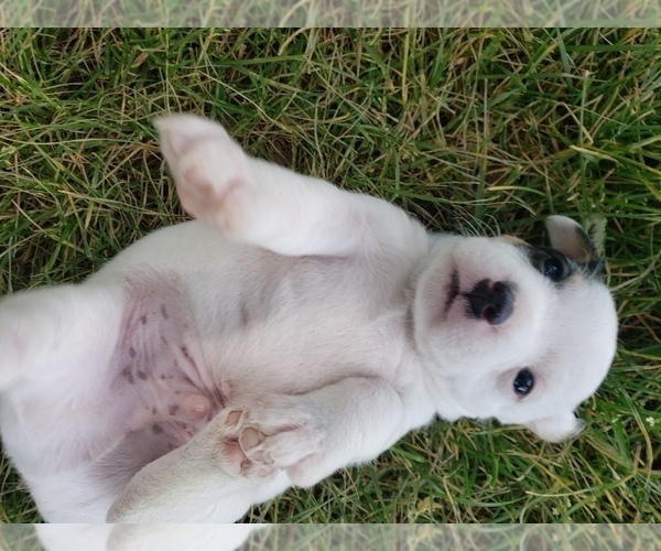 Medium Photo #2 Jack Russell Terrier Puppy For Sale in AMMON, ID, USA