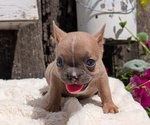 Small Photo #64 French Bulldog Puppy For Sale in GOSHEN, IN, USA