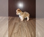 Small Photo #3 Maltese Puppy For Sale in LAPEER, MI, USA