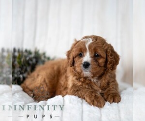 Cavapoo Puppy for sale in DORNSIFE, PA, USA