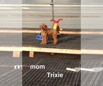 Small Photo #1 Cavapoo (Miniature)-Poodle (Toy) Mix Puppy For Sale in GREENWOOD, WI, USA