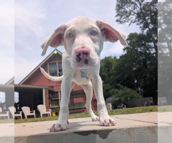 Medium Photo #4 Australian Shepherd-Catahoula Leopard Dog Mix Puppy For Sale in Holly Springs, NC, USA
