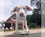 Small #3 Australian Shepherd-Catahoula Leopard Dog Mix