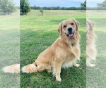 Small Photo #1 Golden Retriever Puppy For Sale in TALIHINA, OK, USA