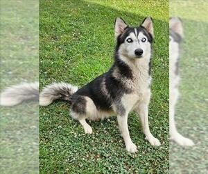- Mix Dogs for adoption in Grovetown, GA, USA