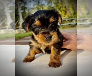 Yorkshire Terrier Dog for Adoption in PALM BAY, Florida USA
