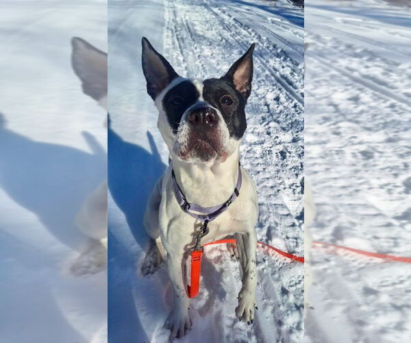 Medium Photo #13 Mutt Puppy For Sale in Gloversville, NY, USA