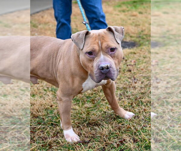 Medium Photo #4 Mutt Puppy For Sale in Glen Allen, VA, USA