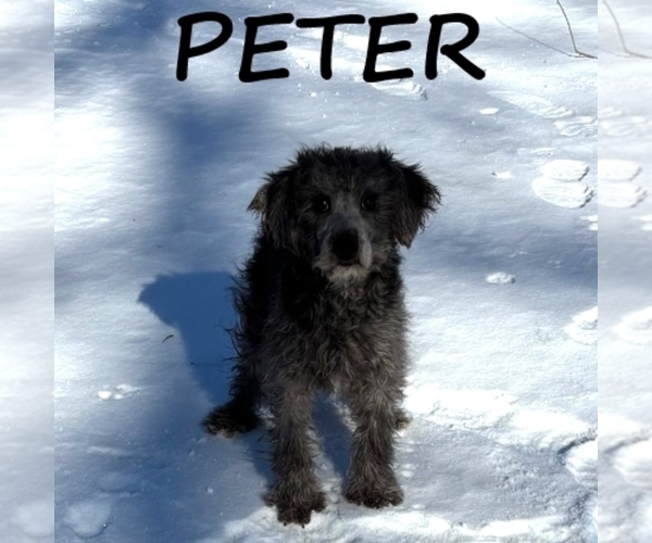 Medium Photo #2 Schnoodle (Miniature) Puppy For Sale in HARTLAND, MN, USA