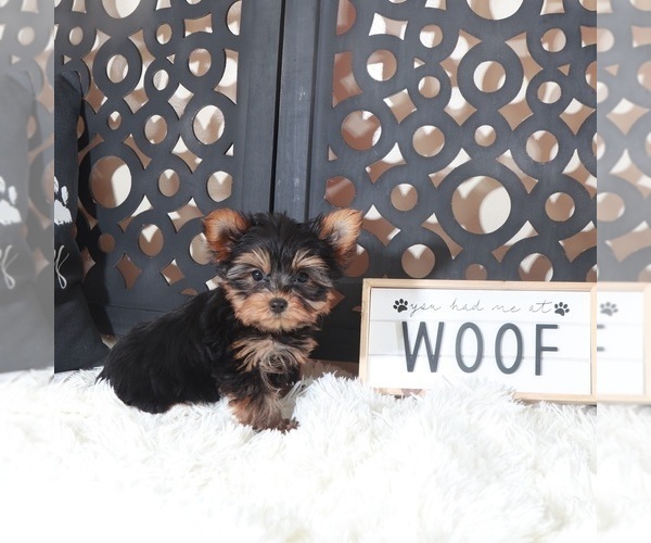 Medium Photo #1 Yorkshire Terrier Puppy For Sale in MOUNT VERNON, OH, USA