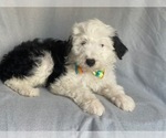 Small #10 Aussiedoodle
