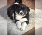 Small Photo #1 Australian Shepherd Puppy For Sale in BATTLE CREEK, MI, USA