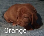 Small Photo #1 Vizsla Puppy For Sale in SYLVA, NC, USA