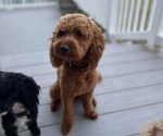 Small Photo #11 Goldendoodle (Miniature) Puppy For Sale in LINWOOD, MI, USA