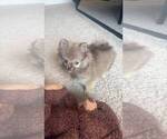 Small #12 Pomeranian