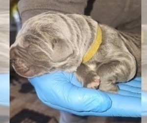 Cane Corso Puppy for sale in SHERIDAN, OR, USA