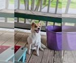 Small Chihuahua Mix