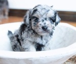 Small Photo #4 Aussiedoodle Miniature  Puppy For Sale in GARLAND, KS, USA