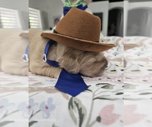 Medium Golden Retriever