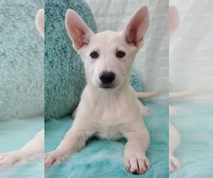 German Shepherd Dog Puppy for sale in WARREN, MA, USA
