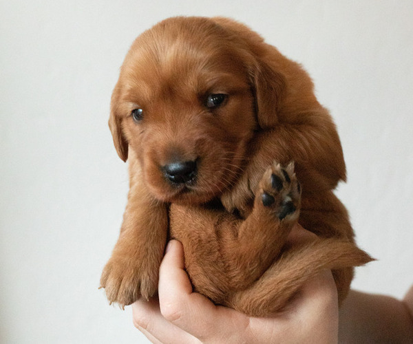 Medium Photo #1 Golden Retriever Puppy For Sale in CHINO VALLEY, AZ, USA