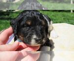 Small #5 Bernedoodle