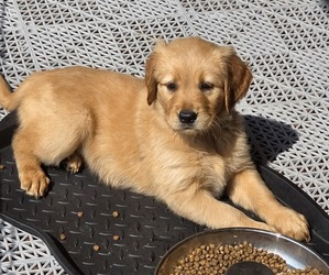 English Cream Golden Retriever Puppy for sale in OSKALOOSA, IA, USA