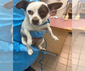 Chihuahua Dogs for adoption in Santa Barbara, CA, USA