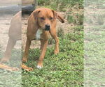 Small #5 Mutt