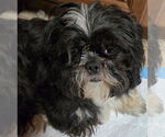 Small Shih Tzu