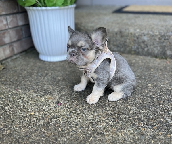 Medium Photo #5 French Bulldog Puppy For Sale in CLACKAMAS, OR, USA